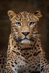 Poster - Ceylon leopard head detail with blue eyes.