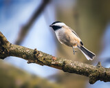 Fototapeta Nowy Jork - Black-Capped Chickadee. A small bird is jumping over a tree branch in winter afternoon.