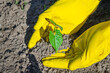 Human hands in yellow gloves planting small plant in the ground. Concept of farming and planting.