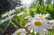 Chamomile macro. Beautiful blooming white daisies. Natural background. Macro nature