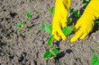 Human hands in yellow gloves planting small plant in the ground. Concept of farming and planting.