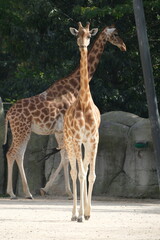 Sticker - Girafe dans un zoo