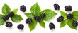   A collection of blackberries resting on a white backdrop with accompanying foliage in green Space for custom text to be added