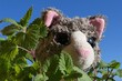 Detail of grey larky plush kitten hiding itself in spring leaves of cat attracting Catnip plant, latin name Nepeta Cataria, blue skies in background. 