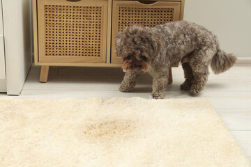 Canvas Print - Cute dog near wet spot on beige carpet at home