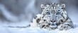   A white tiger with blue eyes rests in the snow with his paws on his chest and gazes at the camera