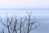Fototapeta Desenie - Tree branches with no leaves at all and the blue sea.