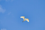 Fototapeta Tęcza - Brilliant stark white cattle egrt flying overhead against a bright blue sky.