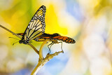 Fototapeta Tęcza - Explosive color and bokeh of an abstract view of two monarchs matinh.