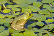 Green frogs on pond