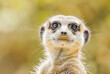 Portrait of Suricata suricatta, blurred background