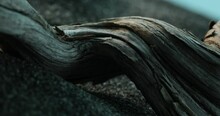 Weathered Driftwood Texture On Coastal Sands. Close-up, Shallow Dof.
