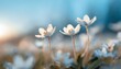 spring forest white flowers primroses on a beautiful blue background macro blurred gentle sky blue background floral background desktop wallpaper a postcard romantic soft gentle artistic image