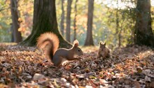 Playful Red Squirrels Gathering Acorns In A Sun Dappled Autumn Forest Their Bushy Tails Flicking In Excitement With Golden Leaves Falling Gently Around Them In The Breeze