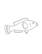 Cute Fish Coloring Page for Print. Underwater animals and Ocean Life Creatures.