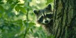 A curious raccoon peeking out from behind a tree in a lush forest, with its eyes wide and alert, greenery and raccoon's natural camouflage fitting together created with Generative AI Technology