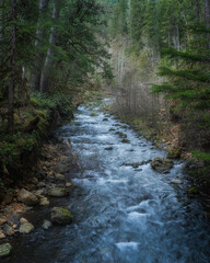 Wall Mural - Stream flows through the lush woodland landscape of Olympic National Forest, Washington State, Pacific Northwest