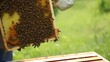 Frame with honeycombs full of honey being taken out of the hive, against a background of green grass, no text, no inscriptions, no advertisements, --ar 16:9 --quality 0.5 --stylize 0 --v 5.2 Job ID