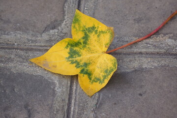 Macro of yellow leaf with green pattern on sidewalk