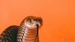 front view of a hissing king cobra looking at the camera on an orange background --ar 16:9 --quality 0.5 --stylize 0 Job ID: 3146dbbb-24f3-4f1a-a140-e15aa34d13d2