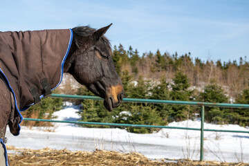 Wall Mural - A large brown colored horse standing in a green metal fenced off pen. There's snow on the ground. The horse is wearing a brown warming blanket.