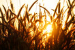 reeds flower with sunset