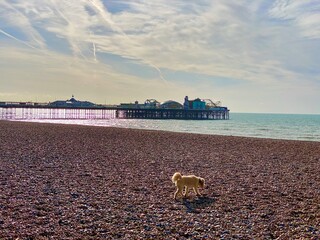 Small cute cockapoo puppy dog with fluffy brown fur walking on Brighton beach in morning sunshine with Palace Pier and sea in the background 