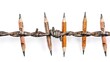 Pencils imprisoned in barbed wire on white background.Barbed pencil, prisoner pencil,press freedom day. Freedom of expression, censorship
