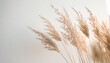 dry beige reed on a white wall background beautiful nature trend decor minimalistic neutral concept closeup