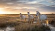 white horses in camargue france