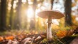 close up of mushroom under sunlight in the autumn forest