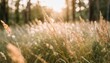 wild grass in the forest summer nature abstract background