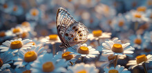 A Close-up Shot Of A Morpho Butterfly Gracefully Fluttering Above A Cluster Of Daisy Flowers, Their Petals Adorned With Intricate Oil Paint Strokes, Creating A Mesmerizing Scene