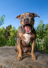 Sticker - wide angle photos of a cute dog outside