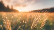 abstract sunset field landscape of grass meadow on warm golden hour sunset or sunrise time tranquil spring summer nature closeup and blurred forest background idyllic nature scenery