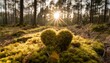 moss heart and sun in a forest