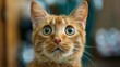 © kamonrat - An orange cat with wide eyes and a startled expression, reacting to something unexpected