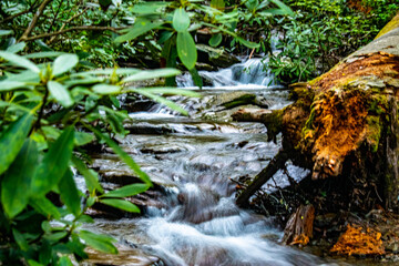 Stream in the forest