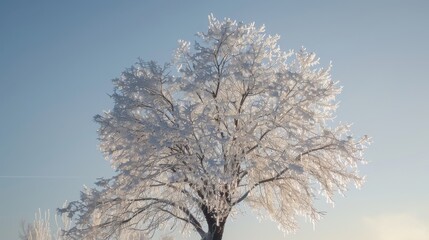 A tall leafless tree stands against a bleak sky its branches enveloped in shards of ice that glimmer in the sunlight.