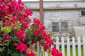 Sticker - Bougainvillea