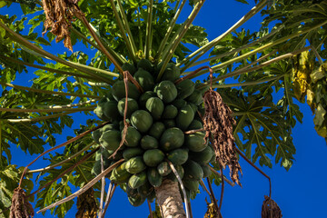 Wall Mural - papaya with green fruits, subsistence agriculture on a farm in Brazil