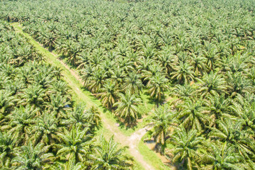 Wall Mural - aerial view of palm oil plantation