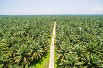 Wall Mural - aerial view of palm oil plantation