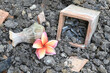 Close-up of beautiful red plumeria flowers with old broken potteries on the ground