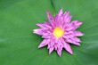 Beautiful pink lotus flower with a green leaf in the pond