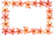 Beautiful frangipani flower frame on a white background