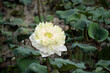 Beautiful white lotus flower blooming in nature.