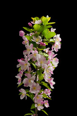 Wall Mural - Spring flowers bloom. malus spectabilis blossoming flowers on black background.