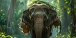 Elephant carrying supplies through the jungle, close-up on the intricate harness, vibrant green backdrop 