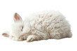 Sleeping angora rabbit, Isolated on a transparent background.
